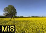 01.05.2025, Bad Wrishofen, Raps blht im Feld bei Bad Wrishofen im Unterallgu.  