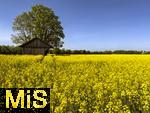 01.05.2025, Bad Wrishofen, Raps blht im Feld bei Bad Wrishofen im Unterallgu.  