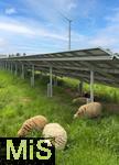 09.05.2025, Ltzen (Sachsen Anhalt), Solarpark an der Autobahn A9, Schafe grasen zwischen den Modulen in der Wiese. 