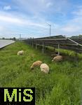 09.05.2025, Ltzen (Sachsen Anhalt), Solarpark an der Autobahn A9, Schafe grasen zwischen den Modulen in der Wiese.