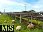 09.05.2025, Ltzen (Sachsen Anhalt), Solarpark an der Autobahn A9, Schafe grasen zwischen den Modulen in der Wiese.