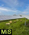 09.05.2025, Ltzen (Sachsen Anhalt), Solarpark an der Autobahn A9, Schafe grasen zwischen den Modulen in der Wiese. 