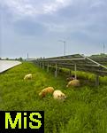 09.05.2025, Ltzen (Sachsen Anhalt), Solarpark an der Autobahn A9, Schafe grasen zwischen den Modulen in der Wiese. 