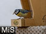 15.05.2024, Bad W�rishofen (Unterallg�u) EIne Blaumeise (Cyanistes caeruleus, Syn.: Parus caeruleus) am Futterhaus