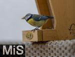 15.05.2024, Bad W�rishofen (Unterallg�u) EIne Blaumeise (Cyanistes caeruleus, Syn.: Parus caeruleus) am Futterhaus