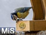 15.05.2024, Bad Wrishofen (Unterallgu) EIne Blaumeise (Cyanistes caeruleus, Syn.: Parus caeruleus) am Futterhaus