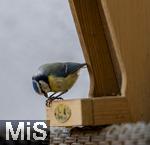15.05.2024, Bad Wrishofen (Unterallgu) EIne Blaumeise (Cyanistes caeruleus, Syn.: Parus caeruleus) am Futterhaus