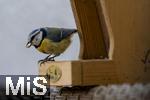 15.05.2024, Bad Wrishofen (Unterallgu) EIne Blaumeise (Cyanistes caeruleus, Syn.: Parus caeruleus) am Futterhaus