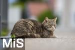 03.06.2025,  Bad Wrishofen im Unterallgu: EIne Katze auf der Strae in einem Wohngebiet. 