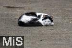 03.06.2025,  Bad Wrishofen im Unterallgu: EIne Katze schlft vor einer Garage in einem Wohngebiet. 