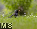 03.06.2025,  Bad Wrishofen im Unterallgu:  Amsel im Gras  (Turdus merula) 