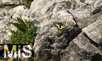21.06.2025, Wandern im Allgu bei Oberjoch, am Gipfel des Berg Iseler,  Ein Schmetterling Schwalbenschwanz (Papilio machaon) hat sich am Felsen niedergelassen.