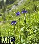 21.06.2025, Wandern im Allgu bei Oberjoch, am Berg Iseler wchst in der Wiese die Teufelskralle (Phyteuma).