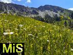 21.06.2025, Wandern im Allgu bei Oberjoch, Berg Iseler,  Er ist der Hausberg von Oberjoch und Bad Hindelang.  