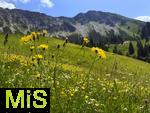 21.06.2025, Wandern im Allgu bei Oberjoch, Berg Iseler,  Er ist der Hausberg von Oberjoch und Bad Hindelang. Blumenwiese.
