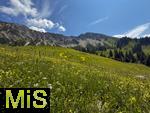 21.06.2025, Wandern im Allgu bei Oberjoch, Berg Iseler,  Er ist der Hausberg von Oberjoch und Bad Hindelang. Blumenwiese.