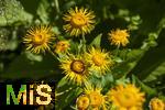 26.06.2025, Bad Wrishofen im Unterallgu, Blhzeit im herrlichen Kurpark der Kneippstadt.  Echter Alant (Inula helenium) Heilpflanze