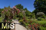 26.06.2025, Bad Wrishofen im Unterallgu, Tausende Rosen blhen im herrlichen Kurpark der Kneippstadt. 