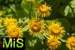 26.06.2025, Bad Wrishofen im Unterallgu, Blhzeit im herrlichen Kurpark der Kneippstadt.  Echter Alant (Inula helenium) Heilpflanze