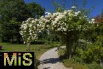 26.06.2025, Bad Wrishofen im Unterallgu, Tausende Rosen blhen im herrlichen Kurpark der Kneippstadt. 