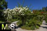 26.06.2025, Bad Wrishofen im Unterallgu, Tausende Rosen blhen im herrlichen Kurpark der Kneippstadt. 