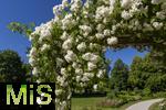 26.06.2025, Bad Wrishofen im Unterallgu, Tausende Rosen blhen im herrlichen Kurpark der Kneippstadt. 