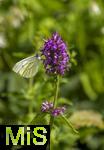 26.06.2025, Bad Wrishofen im Unterallgu, Blhzeit im herrlichen Kurpark der Kneippstadt. Kohlweissling auf Zottiger Ziest, (Stachys monnieri) (Hummelo) 