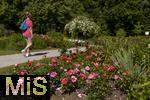 26.06.2025, Bad Wrishofen im Unterallgu, Tausende Rosen blhen im herrlichen Kurpark der Kneippstadt.  Besucherin schlendert durch den Park.