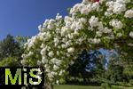 26.06.2025, Bad Wrishofen im Unterallgu, Tausende Rosen blhen im herrlichen Kurpark der Kneippstadt. 