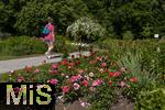 26.06.2025, Bad Wrishofen im Unterallgu, Tausende Rosen blhen im herrlichen Kurpark der Kneippstadt.  Besucherin schlendert durch den Park.