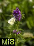 26.06.2025, Bad Wrishofen im Unterallgu, Blhzeit im herrlichen Kurpark der Kneippstadt. Kohlweissling auf Zottiger Ziest, (Stachys monnieri) (Hummelo) 