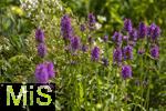 26.06.2025, Bad Wrishofen im Unterallgu, Blhzeit im herrlichen Kurpark der Kneippstadt. Zottiger Ziest, (Stachys monnieri) (Hummelo) 