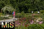 26.06.2025, Bad Wrishofen im Unterallgu, Tausende Rosen blhen im herrlichen Kurpark der Kneippstadt.  Besucherin schlendert durch den Park.