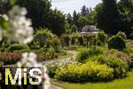 26.06.2025, Bad Wrishofen im Unterallgu, Tausende Rosen blhen im herrlichen Kurpark der Kneippstadt. 