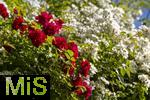 26.06.2025, Bad Wrishofen im Unterallgu, Tausende Rosen blhen im herrlichen Kurpark der Kneippstadt. 