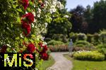 26.06.2025, Bad Wrishofen im Unterallgu, Tausende Rosen blhen im herrlichen Kurpark der Kneippstadt. 