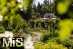 26.06.2025, Bad Wrishofen im Unterallgu, Tausende Rosen blhen im herrlichen Kurpark der Kneippstadt. 