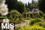 26.06.2025, Bad Wrishofen im Unterallgu, Tausende Rosen blhen im herrlichen Kurpark der Kneippstadt. 