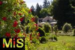 26.06.2025, Bad Wrishofen im Unterallgu, Tausende Rosen blhen im herrlichen Kurpark der Kneippstadt. 