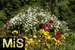 26.06.2025, Bad Wrishofen im Unterallgu, Tausende Rosen blhen im herrlichen Kurpark der Kneippstadt. 