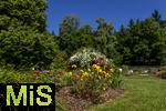 26.06.2025, Bad Wrishofen im Unterallgu, Tausende Rosen blhen im herrlichen Kurpark der Kneippstadt. 