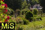 26.06.2025, Bad Wrishofen im Unterallgu, Tausende Rosen blhen im herrlichen Kurpark der Kneippstadt. 