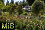 26.06.2025, Bad Wrishofen im Unterallgu, Tausende Rosen blhen im herrlichen Kurpark der Kneippstadt. 