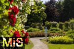 26.06.2025, Bad Wrishofen im Unterallgu, Tausende Rosen blhen im herrlichen Kurpark der Kneippstadt. 