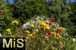 26.06.2025, Bad Wrishofen im Unterallgu, Tausende Rosen blhen im herrlichen Kurpark der Kneippstadt. 