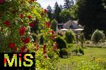 26.06.2025, Bad Wrishofen im Unterallgu, Tausende Rosen blhen im herrlichen Kurpark der Kneippstadt. 