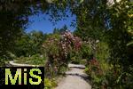 26.06.2025, Bad Wrishofen im Unterallgu, Tausende Rosen blhen im herrlichen Kurpark der Kneippstadt. 