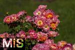 26.06.2025, Bad Wrishofen im Unterallgu, Tausende Rosen blhen im herrlichen Kurpark der Kneippstadt. 