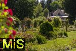 26.06.2025, Bad Wrishofen im Unterallgu, Tausende Rosen blhen im herrlichen Kurpark der Kneippstadt. 