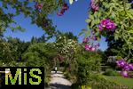 26.06.2025, Bad Wrishofen im Unterallgu, Tausende Rosen blhen im herrlichen Kurpark der Kneippstadt. 